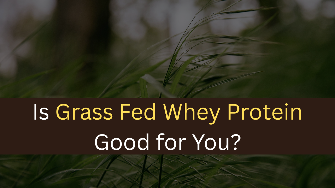 Is Grass Fed Whey Protein Good for You?-maxproteinhub
